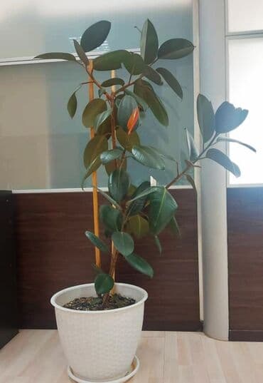 фикус пальма: Фикус шикарный! Черный принц в горшке. 4 года. Рост выше 160 см — 2