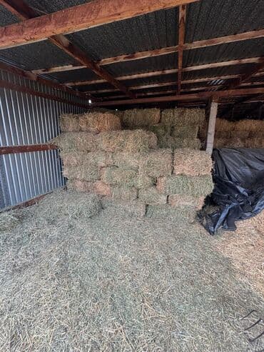 Сено в тюках
150 штук
1 кос
50%/50%
Цена окончательно по 370 at lalafo.kg Сено в тюках
150 штук
1 кос
50%/50%
Цена окончательно по 370