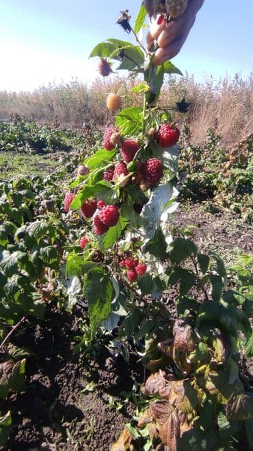 кухонный гарнитур фото и цены бишкек: Малина кочот сатылат! Продаю саженцы малины. Сорт полька — 2