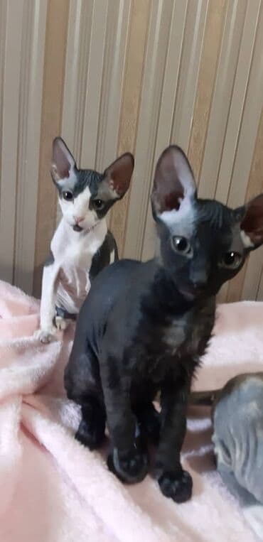 Продаю котят породы сфинкс: биколор (бело-черная, черная), велюр. 3