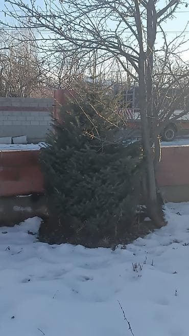 Канцтовары: Ели/пихты для посадки на участке. - Живые вечнозелёные хвойные — 4