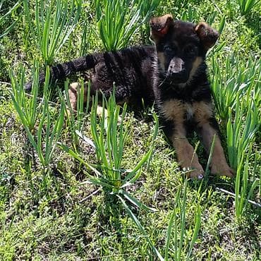 продам щенка немецкой овчарки: Щенок немецкой овчарки дата рождения 7.02 .2026год, традиционный — 8