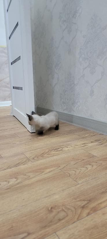 Мышыктар: Отдаём котёнка в добрые руки. Очень спокойная и ласковая — 2
