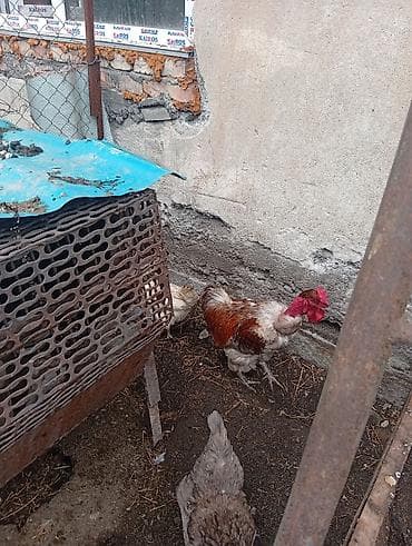 Үй жаныбарлары: Продам петуха,9 месяцев цена 1000 сом — 1