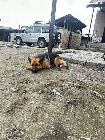 собаки кангал: Немецкая овчарка — охрана двора и верный компаньон. - Порода — 9