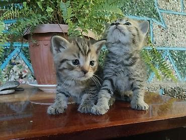 кошка пушистая: Котята, короткошёрстные, домашние. Тигровый (мальчик и девочка) — 2