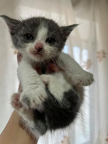 Кошки: Срочно!Ищем добрые руки для милых котят!💔Котята чистенькие, игривые — 2