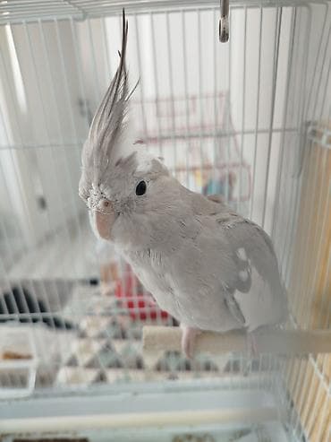 купить говорящий попугай: Продам попугая, самка.Без клетки — 2