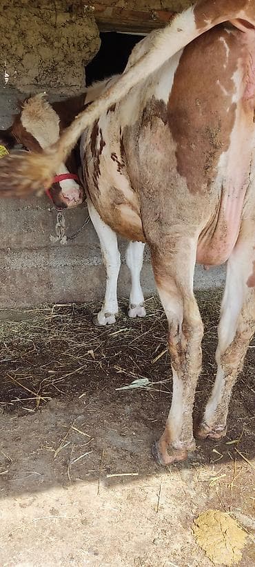 жорго лошадь: Продаю | Корова (самка) | Полукровка | Для молока | После отела — 5