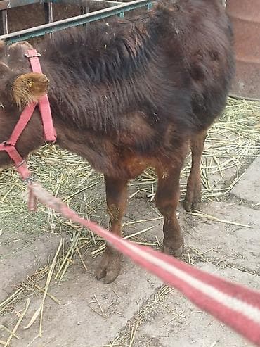 все для животных: Продаю | Бык (самец), Музоо, торпок | Алатауская, Швицкая, Шароле | На откорм, Для разведения | Осеменитель, Искусственник — 2