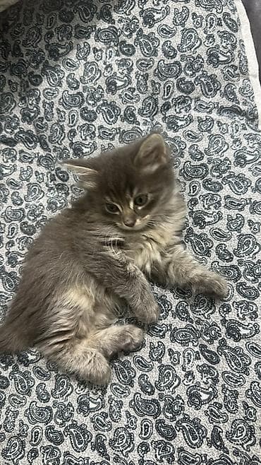 отдам даром котенка сфинкса: 2 месяца, Девочка, Серый, Приучена к лотку — 1