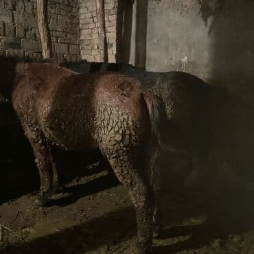 продаю собаку: Продаю | Кобыла (самка) | Рабочий — 4