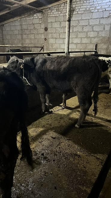 корм для поросят: Продаю | Бык (самец) | На откорм | Привязанные — 2