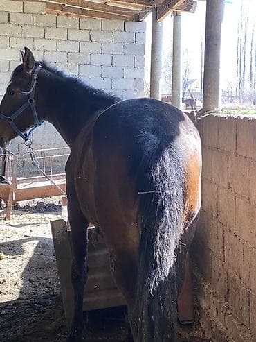 конь: Продаю | Жеребец | Для разведения | Племенные — 6