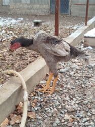 с переездом: Дакан пепел жожо короз сатылат бойу чон майда ачылган активный алмашу — 4