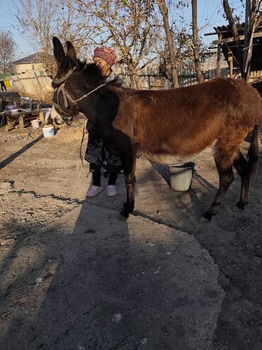 ит рабочий: Осёл рабочий - Порода: домашний осёл, масть тёмно-каштановая с — 1