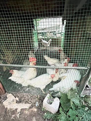 корозия: Продаю | Куры | Леггорн | Несушки — 3