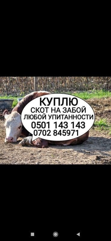 продажа щенков немецкой овчарки с документами в бишкеке: Куплю | Коровы, быки, Лошади, кони, Другие с/х животные | Круглосуточно, Любое состояние, Забитый — 1