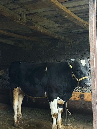 кошка жалал абад: Сатам | Бука (эркек) | Байланган — 4