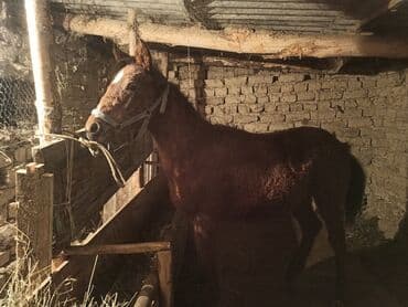 аквариум продаю: Продаю | Жеребенок | Конный спорт — 6