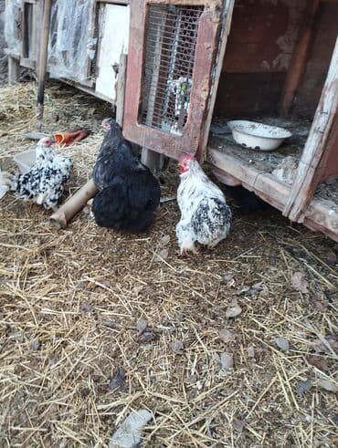 диффенбахия растения: Продаю карликовых кур цены от 600 до 800 сом — 8