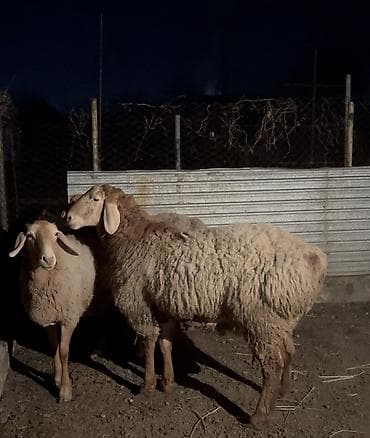 сибирская дымчатая кошка: Продаю | Баран (самец) | Для разведения — 1