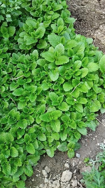 Свежая мелисса (мелисса лекарственная, лимонная мята) - Ароматные