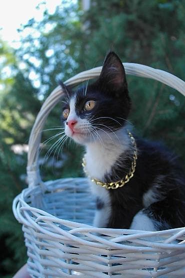 scottish fold: Девочка Малика, мальчик Арсен и девочка Елена срочно ищут дом 😭 СРОЧНО — 5