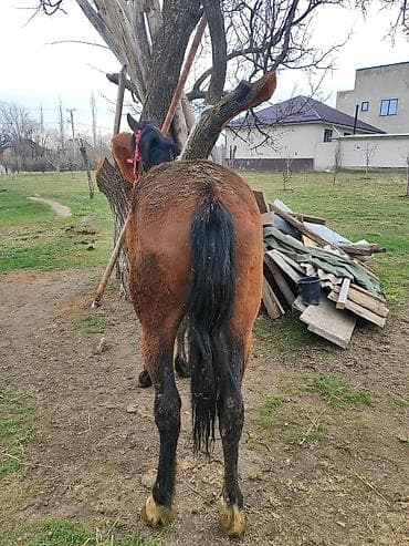 кунажын алам: Сатам | Байтал | Жумушка — 5