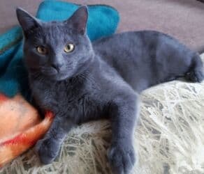 леопардовая кошка цена: Британ кыска жүндүү, 6 айлык, Ургаачы, Көгүлтүр, Лотокко барууга үйрөтүлгөн, Курттардан тазаланган, Эмделген — 1