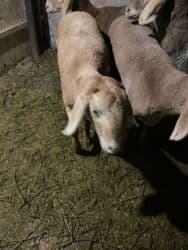 продажа щенков немецкой овчарки с документами в бишкеке: Продаю | Овца (самка) | Арашан, Гиссарская | Для разведения | Ягнившаяся, Матка — 11