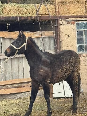 английская лошадь: Продаю | Кобыла (самка) | На забой — 3
