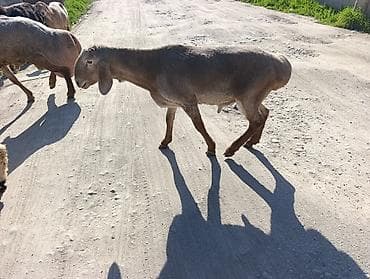 день сяпина: Продаю | Баран (самец) | Меринос | Для разведения — 2