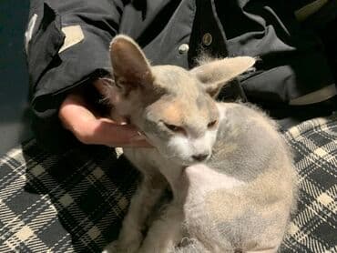 Грызуны: Кошка породы девон-рекс (предположительно). Компактная, с крупными — 1