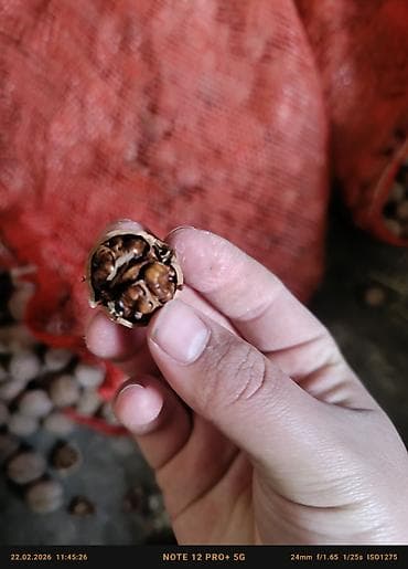 финиковые пальмы: Грецкий орех в скорлупе - Натуральные орехи, собранные вручную. - — 2