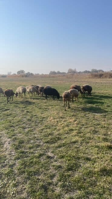 продам козу дойную: Продаю | Овца (самка) | Для разведения | Матка — 4