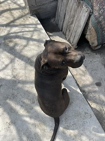 собаки ош: Кубинец албанец 2 года ТОЛЬКО ВЯЗКА!! - Окрас — 6