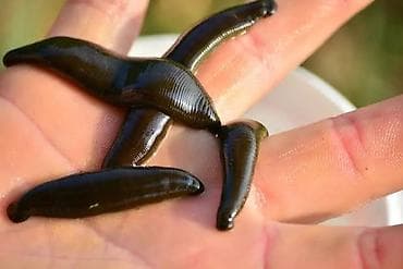 Медицинские пиявки (Hirudo medicinalis) для гирудотерапии. - Вид — 1