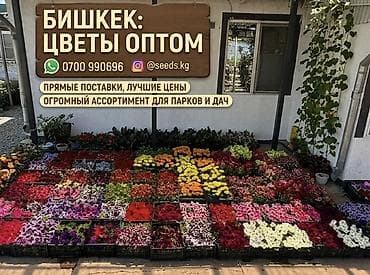 Бишкек — цветы оптом Предлагается оптовая продажа рассады и цветущих