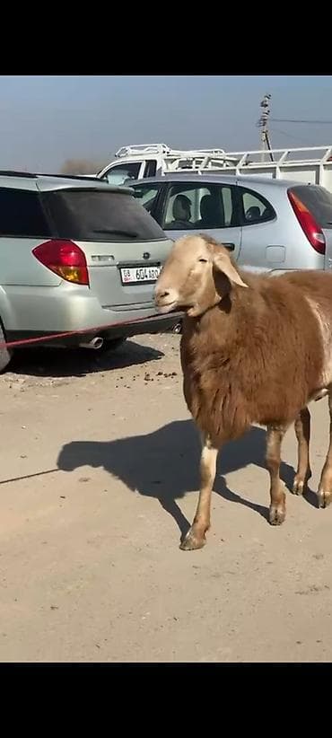 уй кой: Продаю | Баран (самец) | Для разведения | Осеменитель — 8