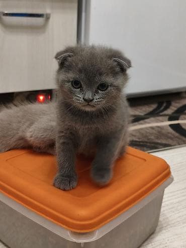 кошка шатланка: Шотландские котята, окрас голубой,лиловый - Порода: шотландская (есть — 2