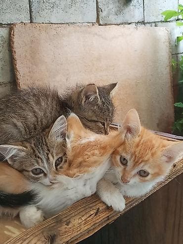 Мышыктар: Котята, помёт из трёх малышей: - Окрас: один рыжий с белыми — 1