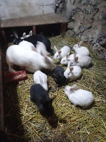 купить собаку пекинес: Продаю | Крольчата | Для разведения | Племенные — 4