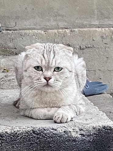 кошка породы мейн кун: Котята с короткими ушками - Пушистые малыши с выразительными глазами — 6