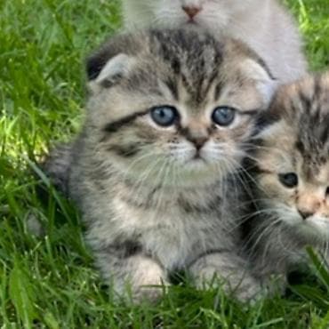 Кошки: Шотландский вислоухий котёнок (скоттиш-фолд) - Окрас: тигровый — 3