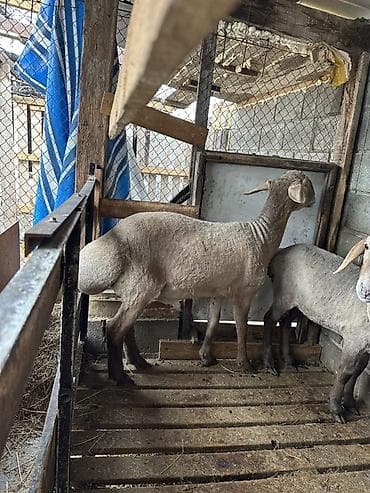 Индюки: Продаю | Баран (самец) | Арашан | На забой, Для разведения — 1