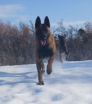 Рыбы: Щенки бельгийской овчарки малинуа. - Окрас: рыжий с чёрной маской — 5