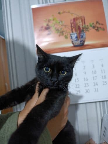 куда можно отдать собаку в бишкеке: Беспородная, 4 месяца, Мальчик, Черный — 10