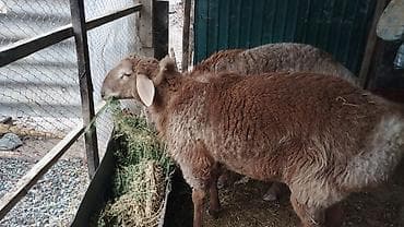 ош иттер: Сатам | Ургаачы кой (ургаачы) | Арашан | Көбөйтүү үчүн | Токту — 1