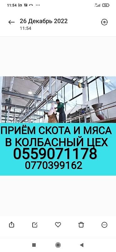 Куплю | Другие с/х животные, Коровы, быки, Лошади, кони | Круглосуточно, Любое состояние, Забитый